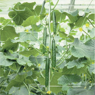 แตงกวาญี่ปุ่นลูกผสม เทสตี้เจด - Tasty Jade F1 Cucumber