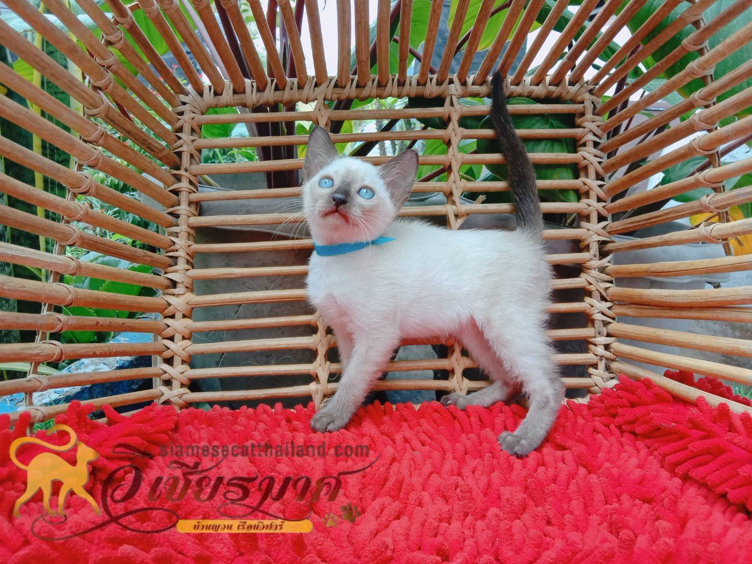 น้องเเมวรุ่น 4/2566