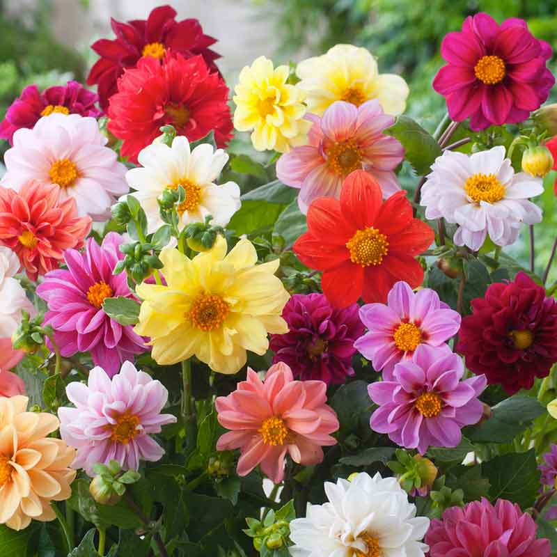 (Whole 1 Oz.) เมล็ดพันธุ์ ดอกรักเร่เตี้ย - Dwarf Dahlia Flower Mix seed