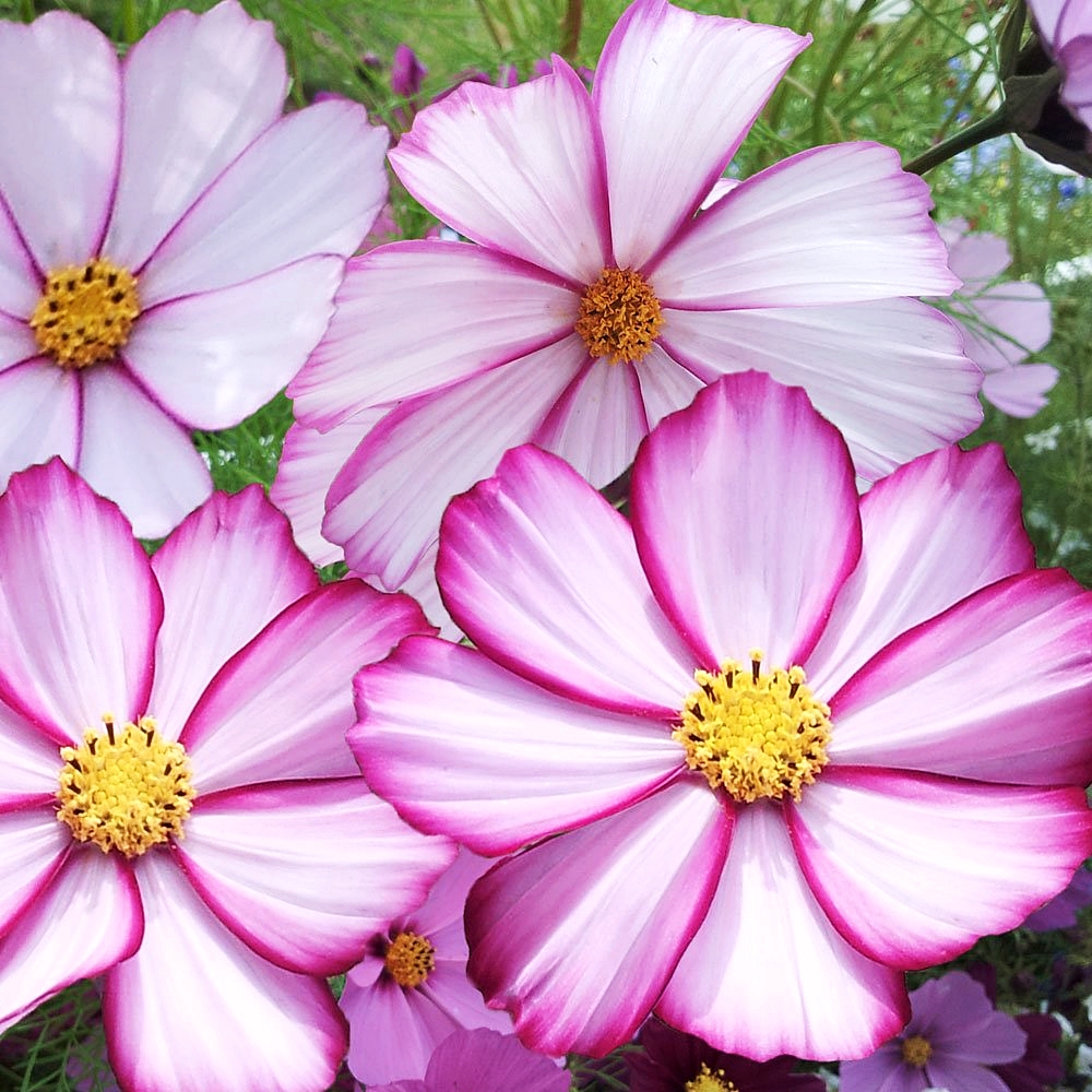 ดาวกระจาย พิโคที - Picotee Cosmos Flower