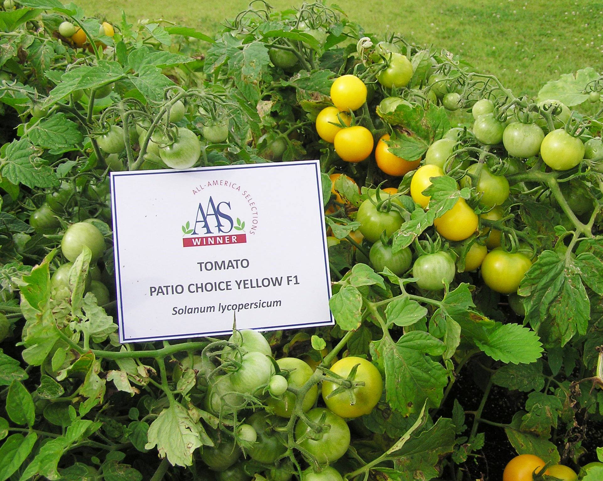 มะเขือเทศเตี้ย ปาติโอ้ ช้อย - Patio Choice Yellow F1 Tomato
