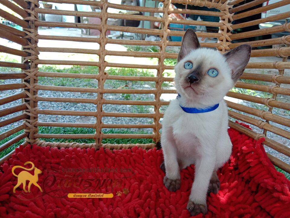 ลูกแมววิเชียรมาศรุ่น 8/2568