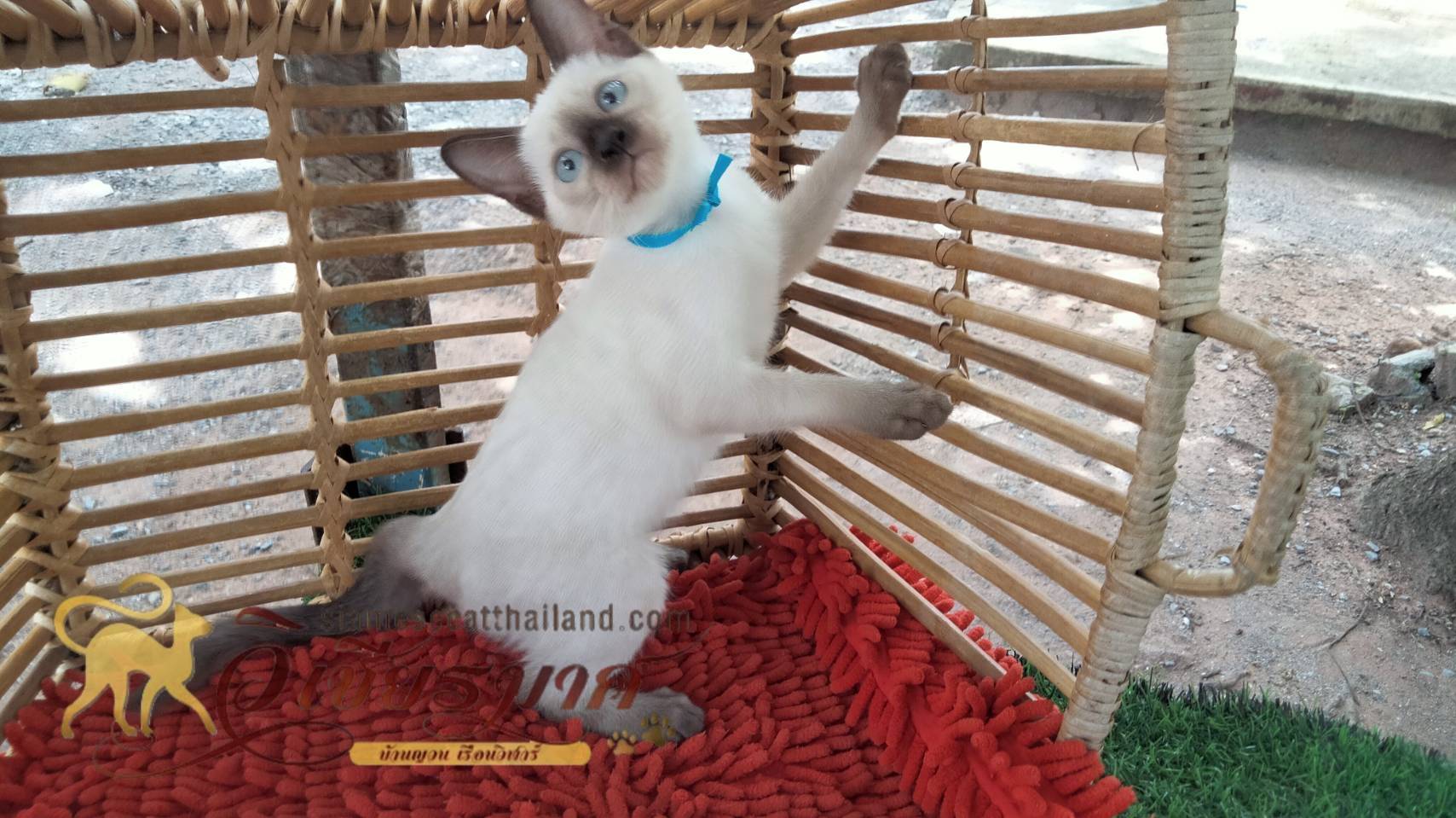 น้องแมวรุ่นใหม่ 6/2566