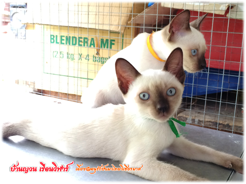 น้องแมว 18/6/2559