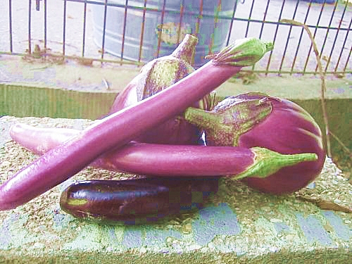 มะเขือยาวม่วง ผิงตง - Ping Tung Long Eggplant