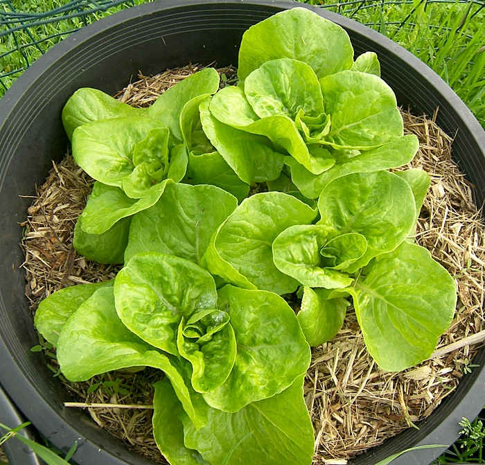 ผักสลัด บิบ - Bibb Lettuce