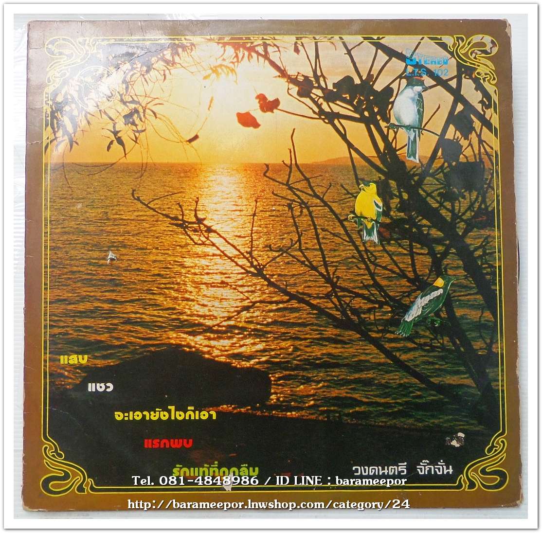 วงจั๊กจั่น ชุด นกไร้รัง