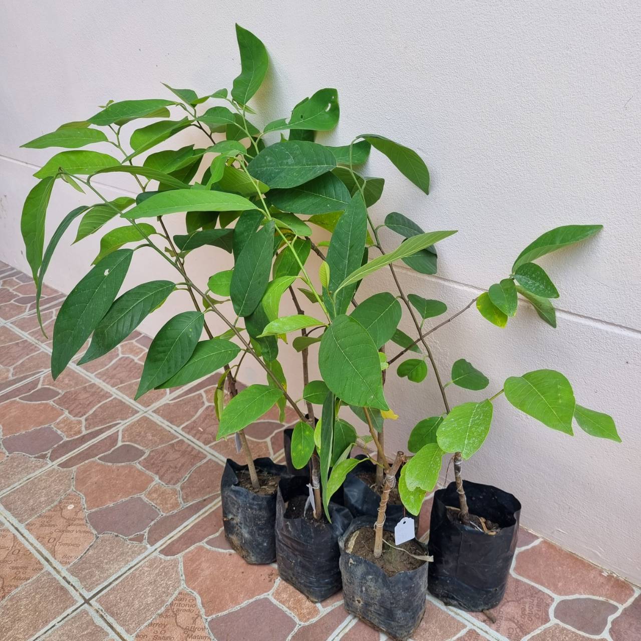 น้อยหน่า เพชรเขียว (ลู่จ้วนสือเจีย) เนื้อฝ้ายกึ่งหนัง ต้นเสียบยอด สูง 50 cm. ขึ้นไป