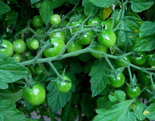 มะเขือเทศ สวีทมิลเลี่ยน - Sweet Million Tomato F1