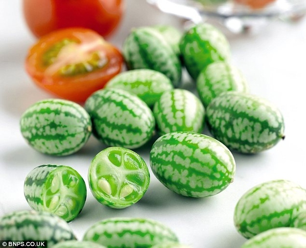 แตงกวาจิ๋วเม็กซิกัน - Mexican sour gherkin