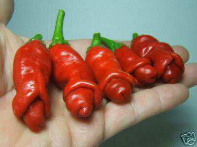 พริกกระจู๋ สีแดง - Red Peter Pepper