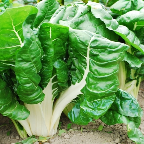 สวิสชาร์ตสีเขียว - Fordhook Swiss Chard