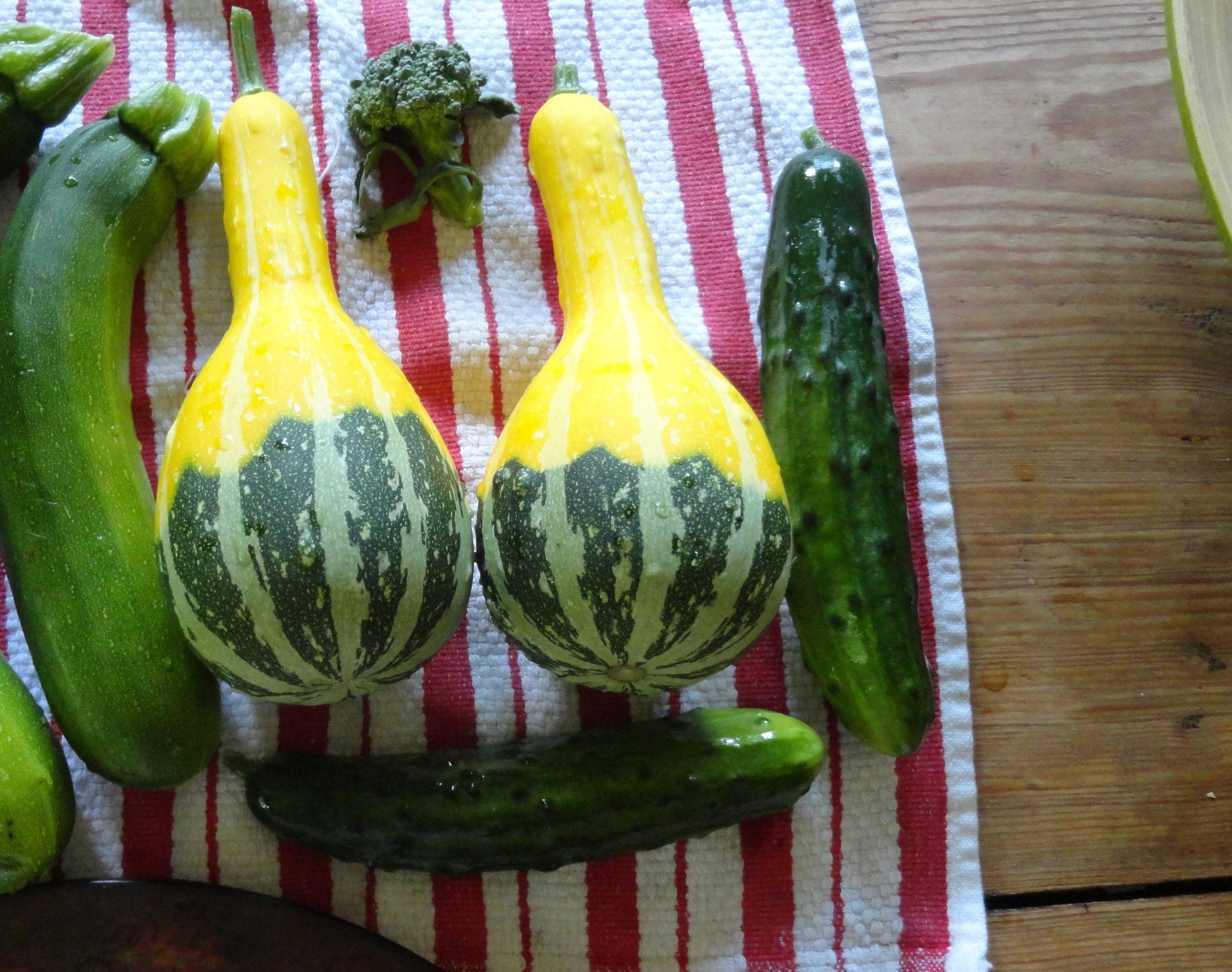 ฟักทองประดับ แพร์ไบคัลเลอร์ - Pear Bi-Color Squash