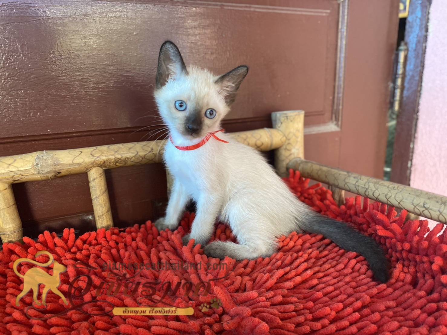 น้องเเมวรุ่น 4/2566