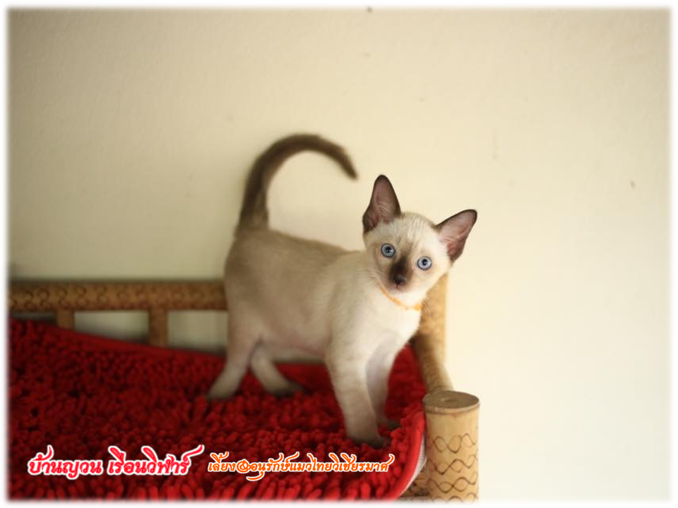 น้องแมวมาใหม่ วันที่ 1/4/2560