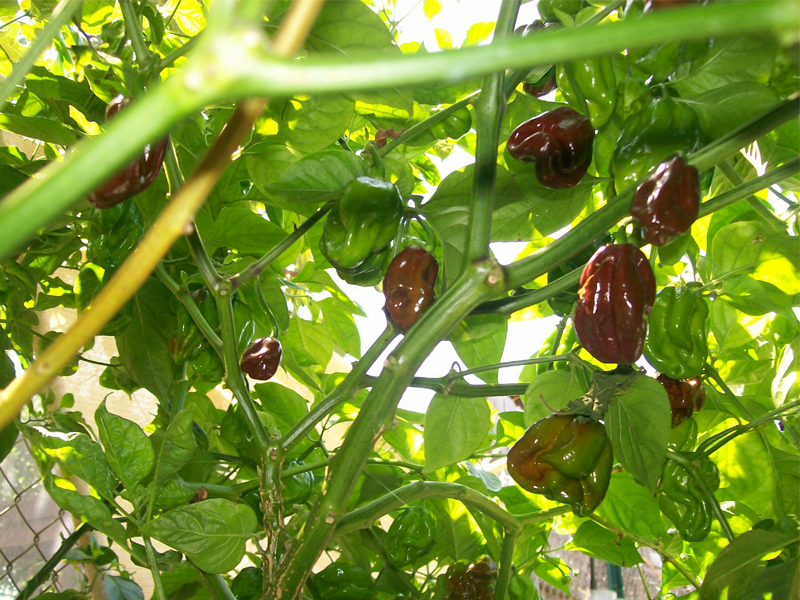 พริกฮาบาเนโร่สีน้ำตาล - Chocolate Habanero Pepper