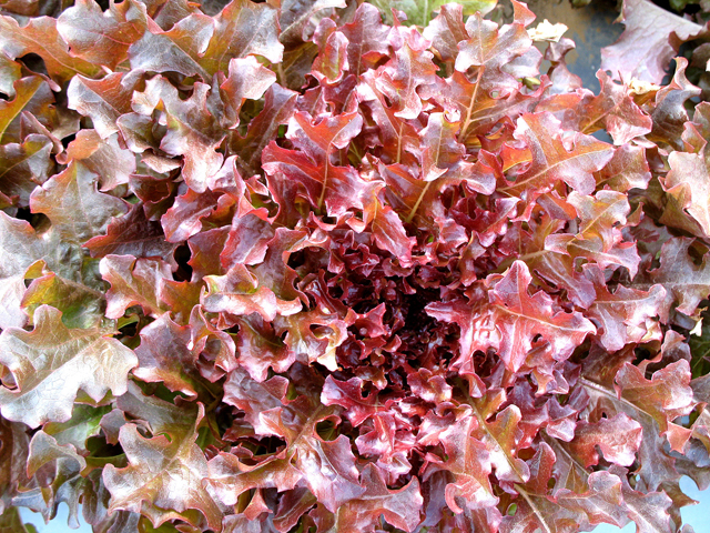 ผักสลัดแดงโบล์ว - Red salad bowl lettuce