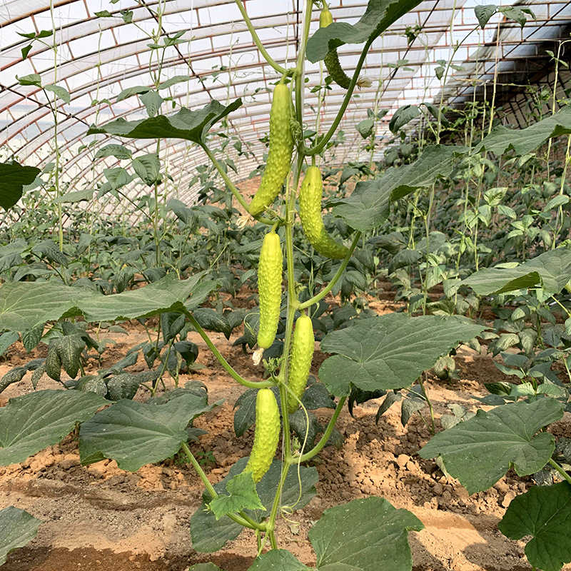 เมล็ดพันธุ์ แตงกวาญี่ปุ่น ไวท์เจด White Jade Japanese Cucumber F1 Seed