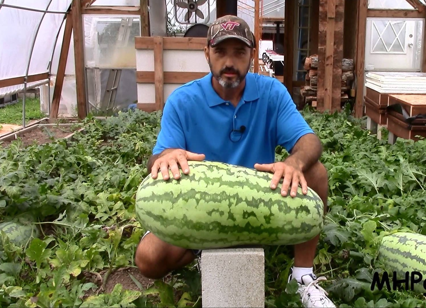 (Whole 1 LB) แตงโม จูบิลี่ - Jubilee Watermelon (ปอนด์)