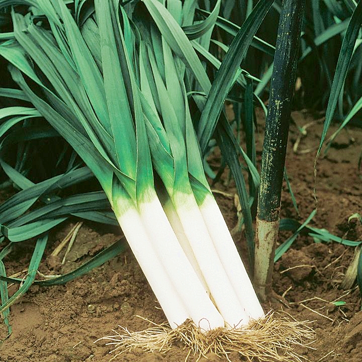 กะเทียมต้น - American Flag Leek