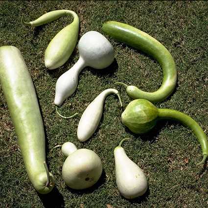 น้ำเต้า คละสายพันธุ์ - Mixed Gourd