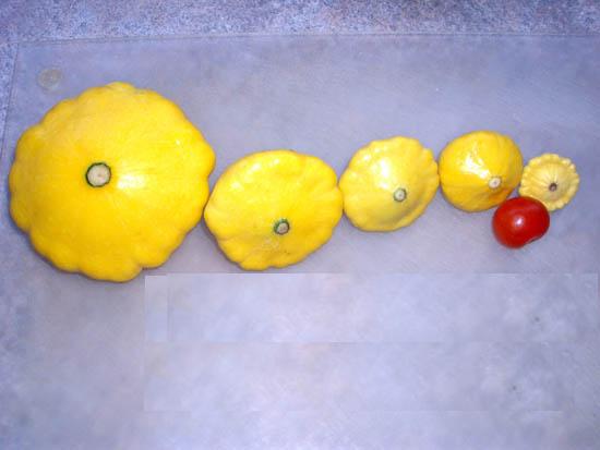 ฟักทองจานบินสีเหลือง - Golden Bush Scallop Squash