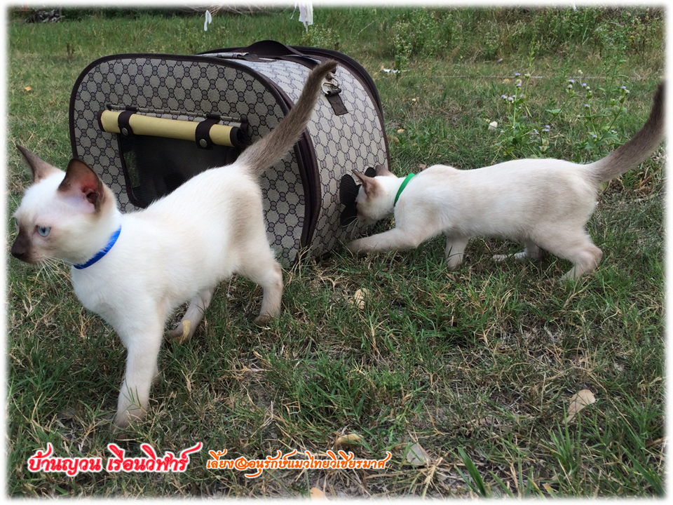 น้องแมว 12/7/2558