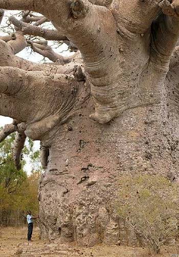 ต้นไม้ยักษ์ เบาบับดิจิทาทา - Adansonia digitata baobab