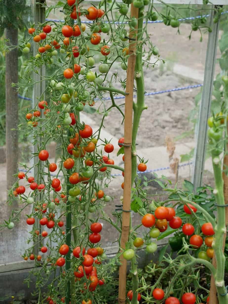 เมล็ดพันธุ์ มะเขือเทศ การ์เดนเนอร์ดีไลท์ - Gardener's Delight Tomato Seed