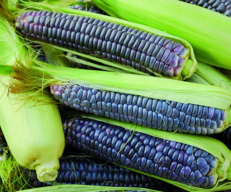 ข้าวโพดบลูโฮปิ - Blue Hopi Corn