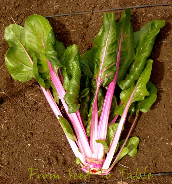 สวิสชาร์ด ฟลามิงโก้ - Flamingo Swiss Chard