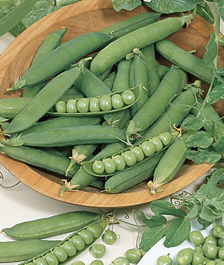 ถั่วหวาน ชูก้าแดดดี้ - Pea Sugar Daddy