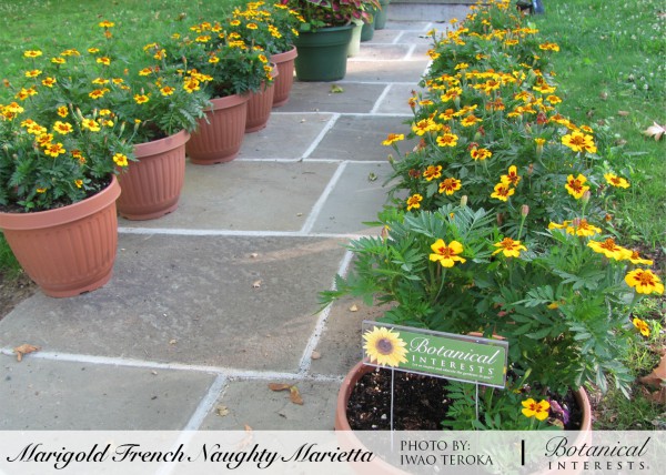 ดอกดาวเรืองมารีเอ็ดต้า - Marietta French Marigold