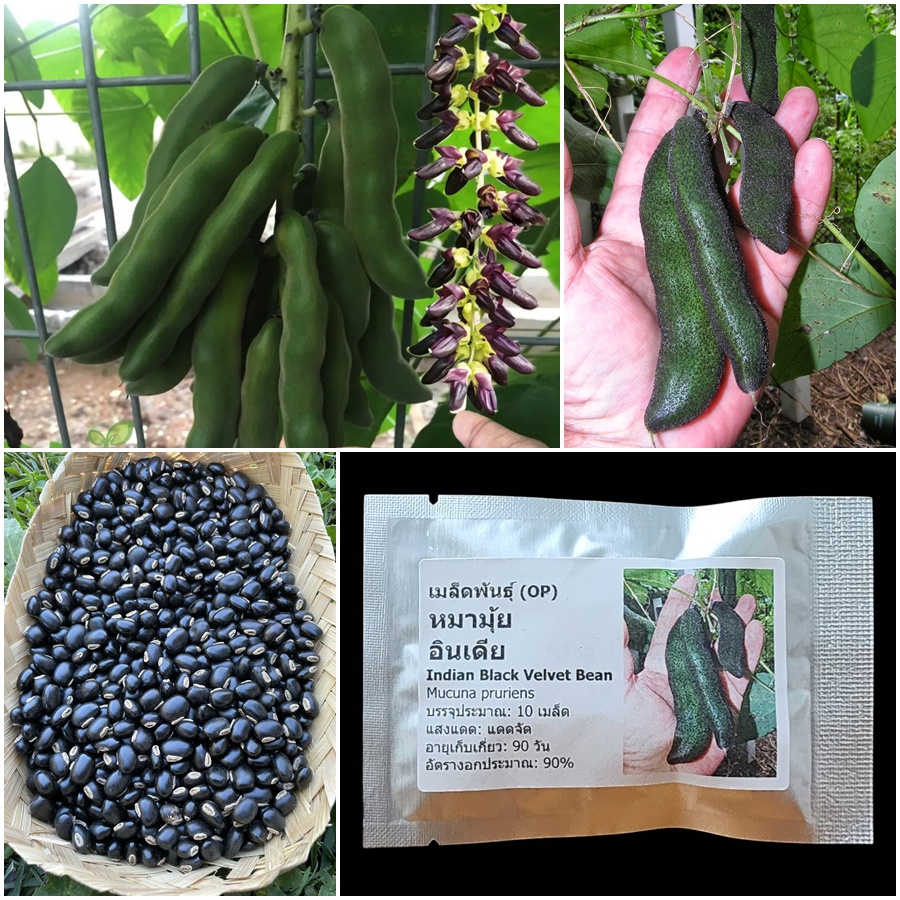 เมล็ดพันธุ์ หมามุ้ย อินเดีย Indian Black Velvet Bean Seed