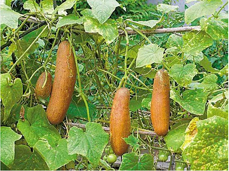 เมล็ดพันธุ์ แตงกวา บราวน์รัสเซีย Brown Russian Cucumber Seed