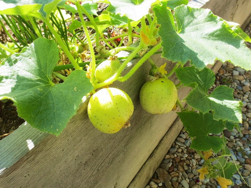 แตงกวาเลม่อน - Lemon Cucumber