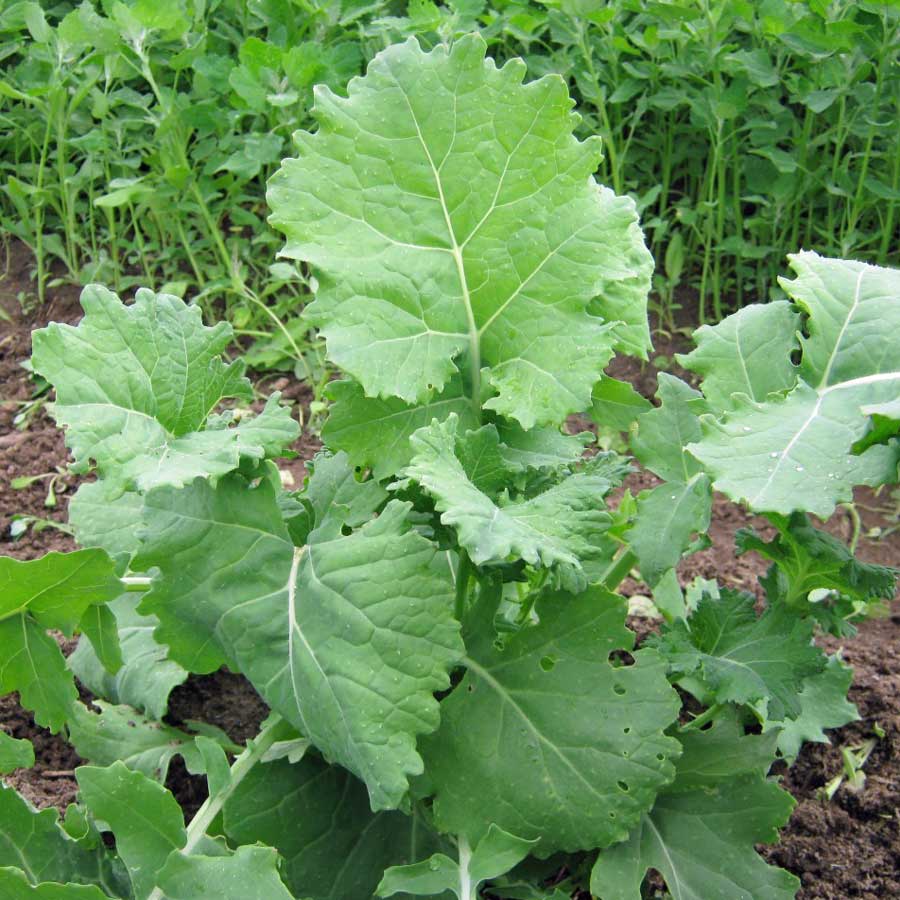 เคลไซบีเรียน - Siberian Kale