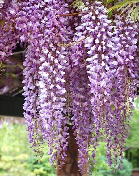วิสทีเรียสีม่วง - Purple Wisteria