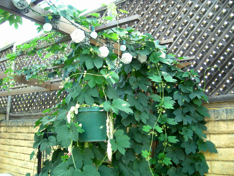 ฮอป (ทำเบียร์) - Common Hops Seeds