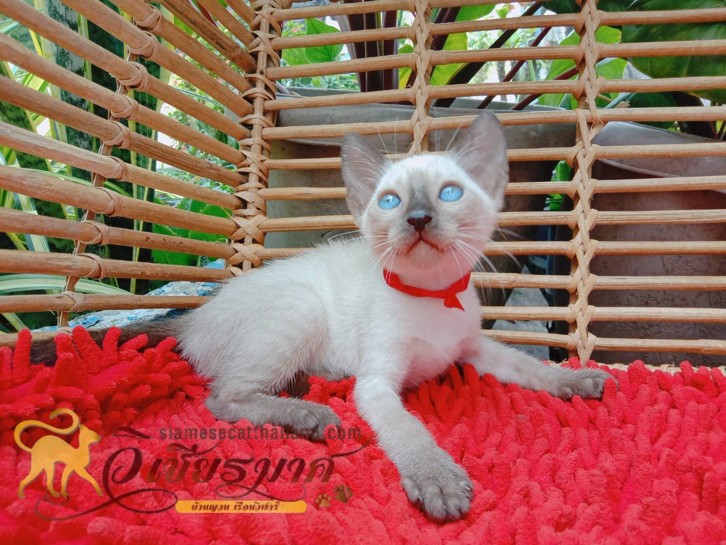 น้องเเมวรุ่น 4/2566