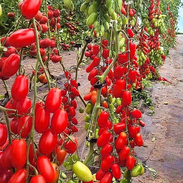 เมล็ดพันธุ์ มะเขือเทศ มาร์ซิโต้ Marzito F1 Tomato Seed