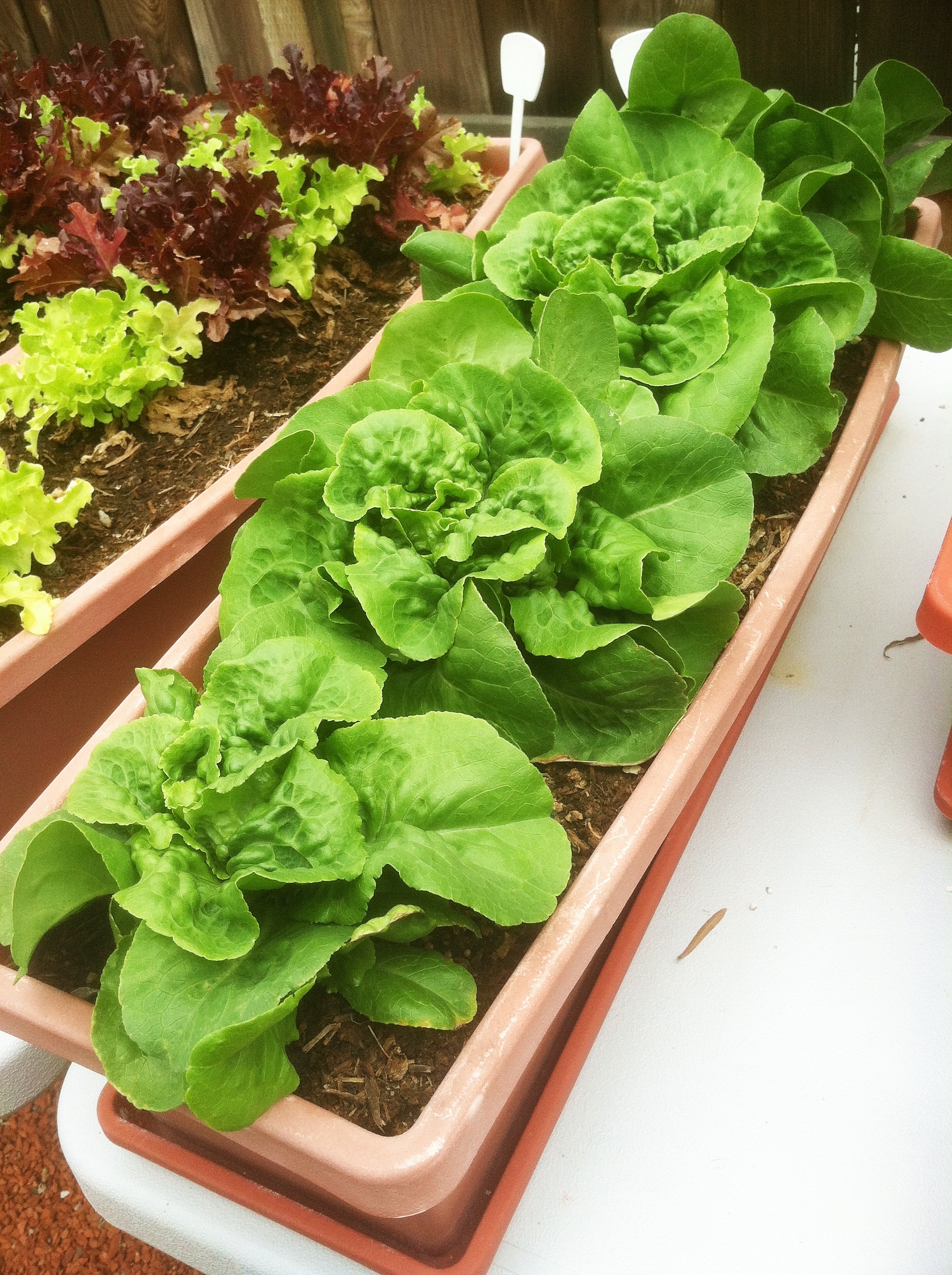 (Whole 1 Oz.) ผักสลัด บัตเตอร์คลั้น - Buttercrunch Lettuce