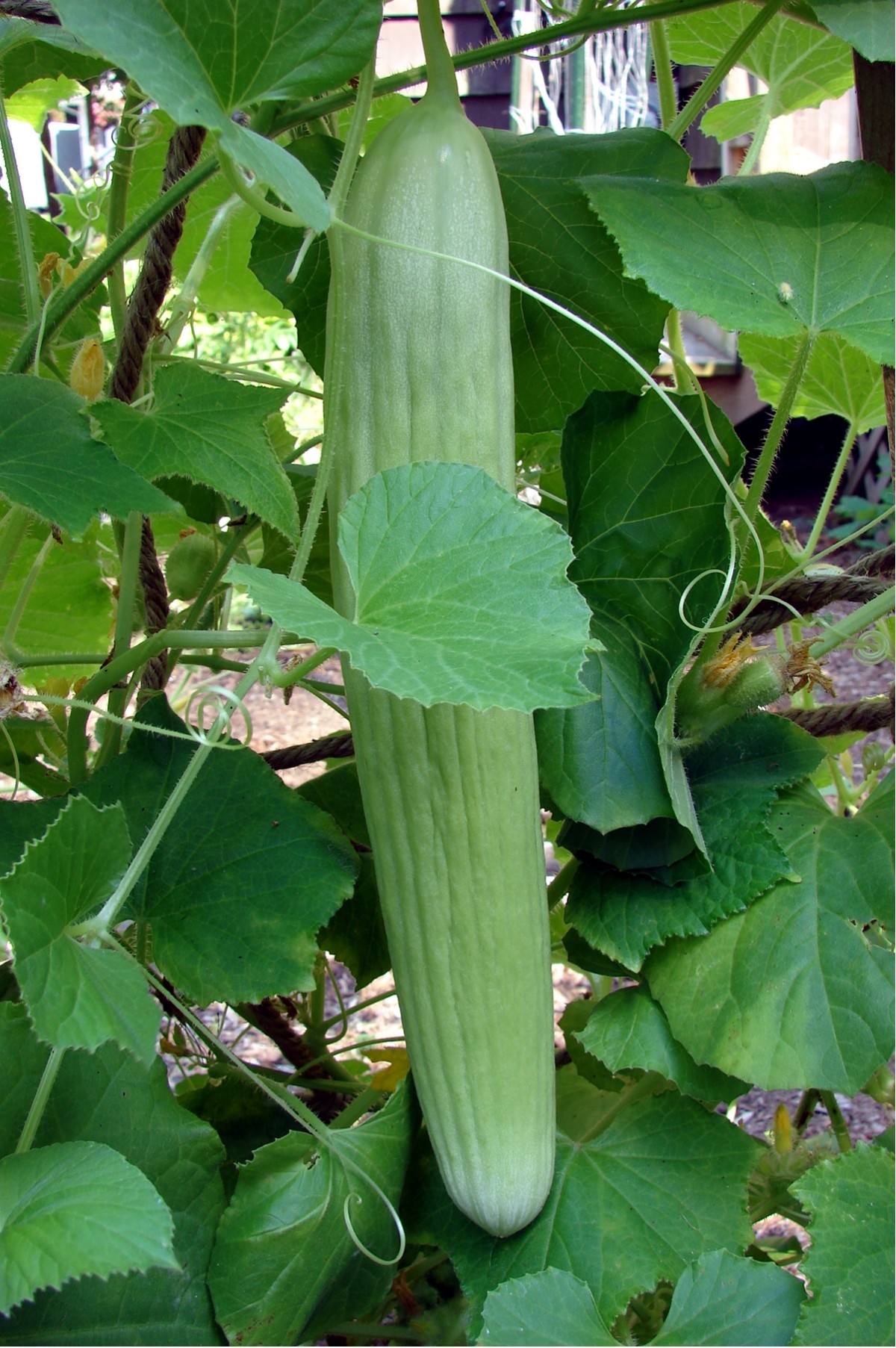 แตงกวายาว - Armenian Yard long Cucumber