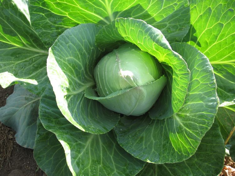 (Whole 1 Oz) กะหล่ำบัว - Early Jersey Wakefield Cabbage