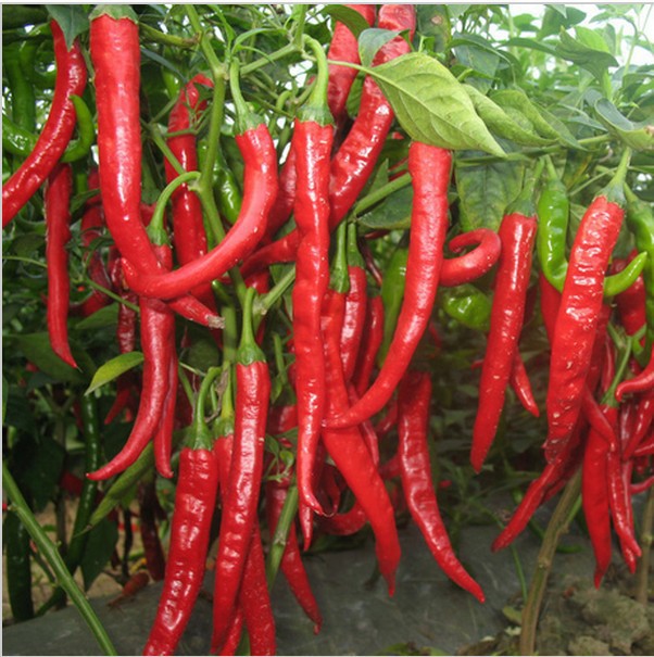 พริกคาเยน - Long Slim Cayenne Pepper