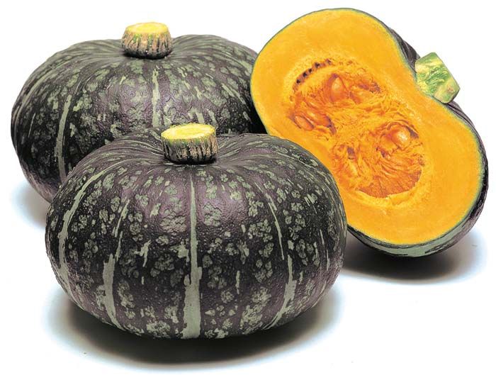 เมล็ดพันธุ์ ฟักทองญี่ปุ่น เดลิก้า Delica Kabocha Squash F1 Seed