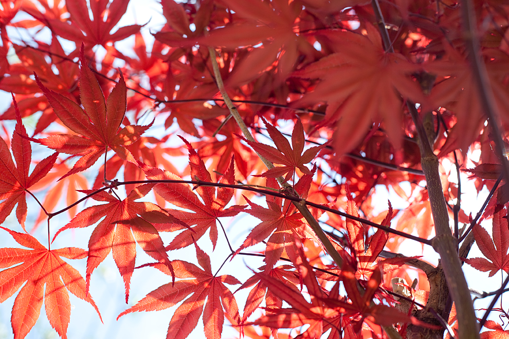 เมเปิลแดง ญี่ปุ่น - Red Japanese Maple Tree