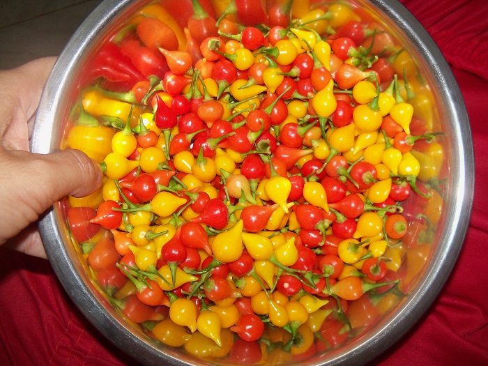 พริกไบควินโฮสีเหลือง - Yellow Biquinho Pepper