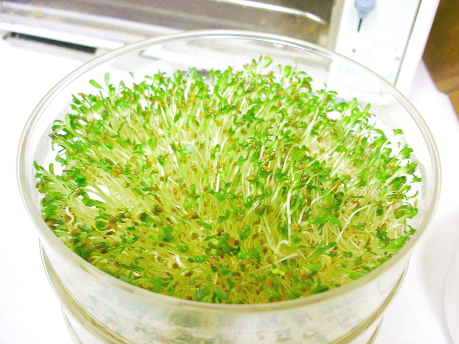 เมล็ดอัลฟาฟ่า - Organic Alfalfa Seeds