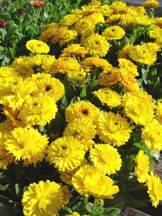 ดอกคาเลนดูล่า คละสี - Mix Calendula Flower
